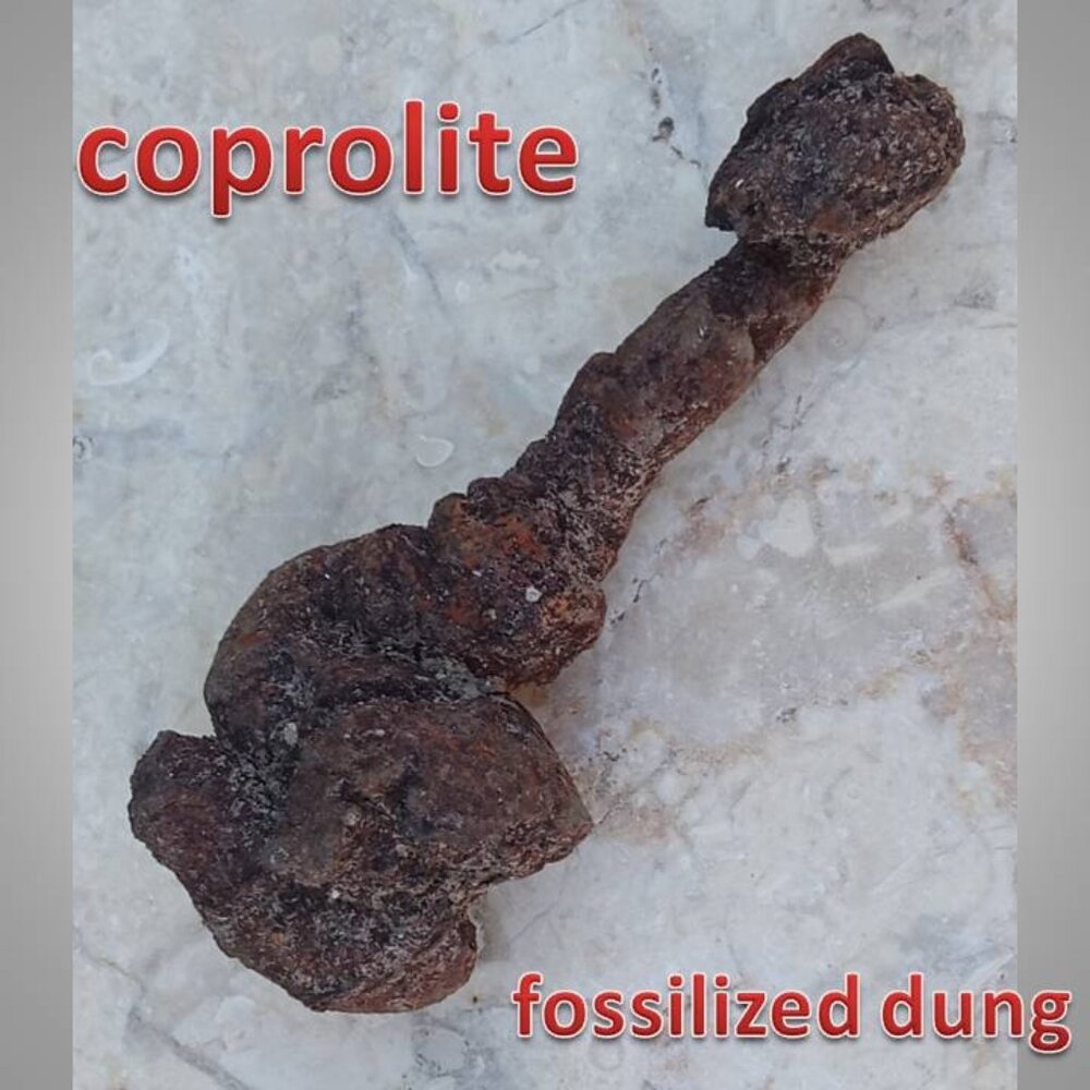 #1 coprolite fossilized dung fossil
